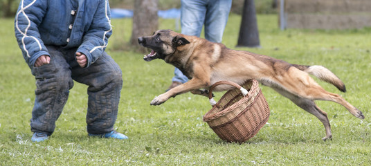 berger belge en ring