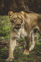 lioness