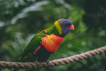 bird