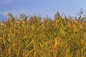 Reeds field background