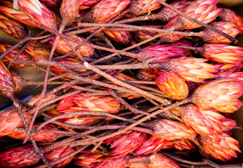 red dried sugarbush flowers lie on a pile
