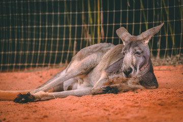 Fototapeta premium kangaroo