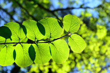 きれいに並んだカツラの葉っぱ