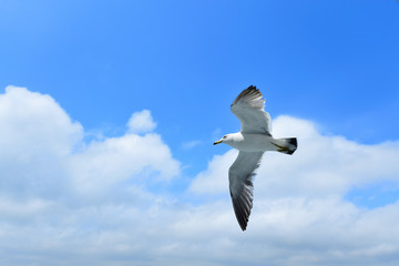 大空を優雅に飛ぶカモメ