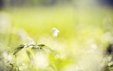 BacBackground with spring primroses - flowers of an anemony © Azaliya (Elya Vatel)