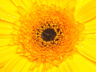 yellow gerber on white background 