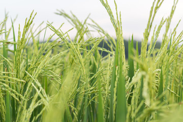 Green rice paddy on rice plant