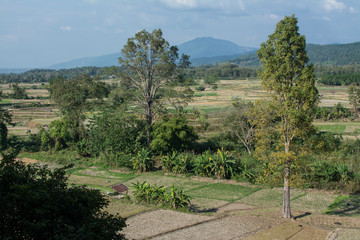 Fototapeta na wymiar Green rice field in Pua ,the northern of Thailand