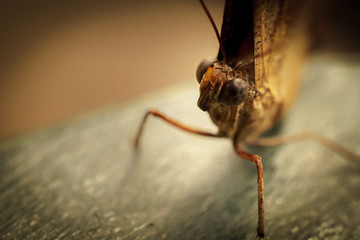 papillon
