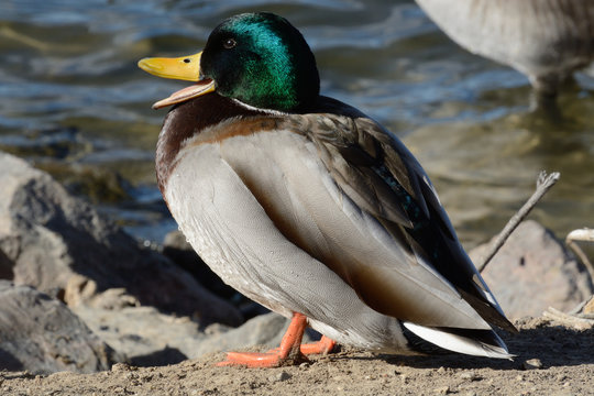 Sleepy mallard duck drake sunbathing on lake shore and yawning in the sun's warmth on a cold winter day