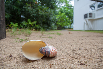 Queensland Shell