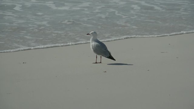 seagull on beach