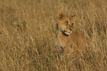 Young Lion in Grass