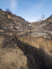 Burnt and Charred Hillside in California