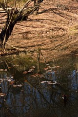 冬の山里の小さな池