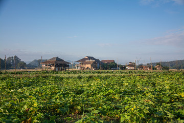 village with green vegetable garden in Pua ,the  northern of Thailand