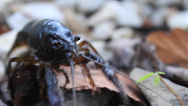 Crawdad Crawling on Land