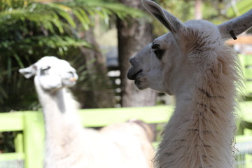 Funny portrait of Two llamas / Silly Animals 