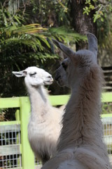 Obraz premium Funny portrait of Two llamas / Silly Animals 