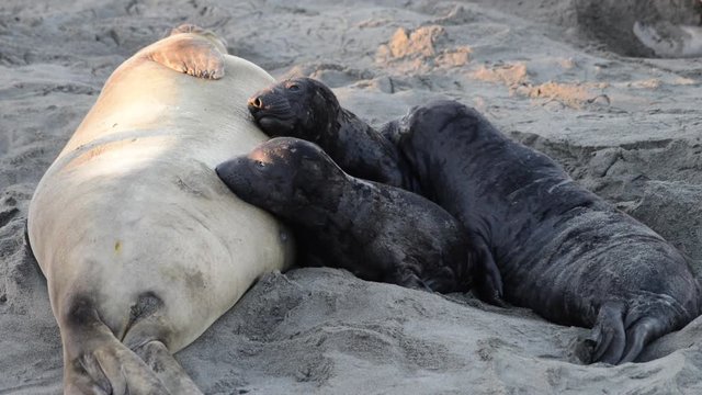 HD Video of Female elephant seal with 3 pups nursing on a beach in California. Pups nurse about four weeks are weaned abruptly then abandoned by their mother, pups abandoned try nursing off other moms