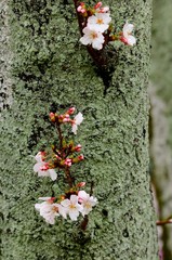 桜./苔が生えている桜の木から咲いている桜の木です.