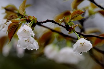 雨に濡れている桜