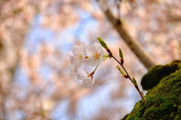 さくら./苔が生えた桜の木から咲いている桜です.