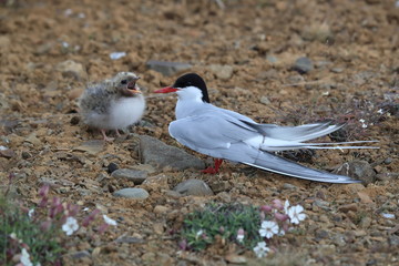 Arctic tern (Sterna paradisaea) Iceland