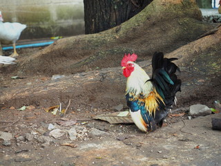 Bantam chicken on ground