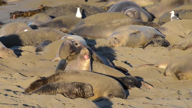 HD Video of an elephant seal bull attempting to mate with uncooperative female recently having given birth. Pups can be crushed by males attempting to mate with females