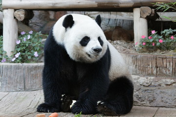 Obraz premium Male Giant Panda in Thailand