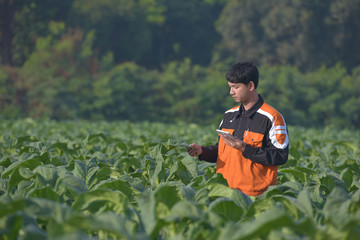 A technician examines tobacco in the field using a tablet.