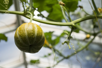 Squash in the garden