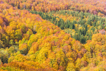 Close -up autumn tree at mountain