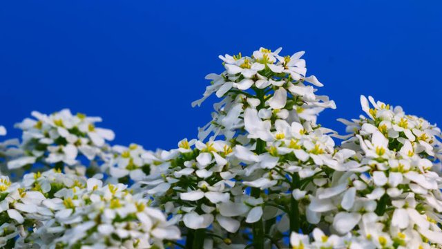 Weisse Blume die bl&uuml;ht und w&auml;chst macro bluescreen shot