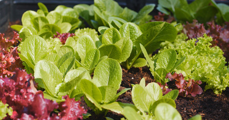 Fresh lettuce in garden at roof top building garden