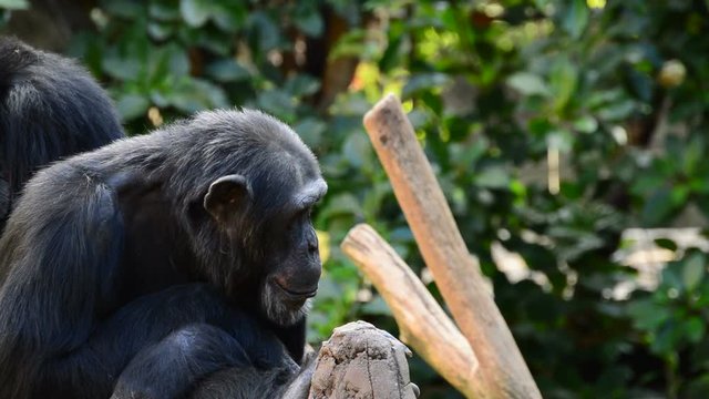 Common chimpanzee in a tree yawning showing all his teeth - Pan troglodytes