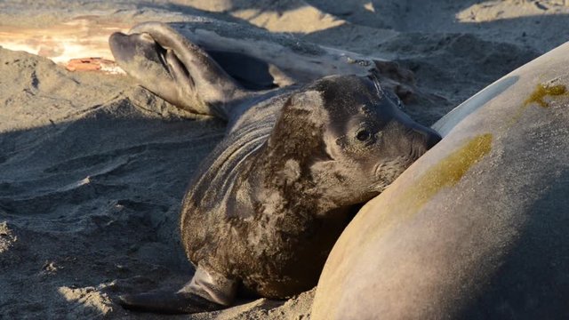 HD Video of Female elephant seal with days old infant pup on a beach in California. Pups nurse about four weeks are weaned abruptly then abandoned by their mother, who heads out to sea within  days.