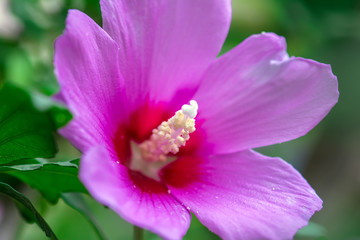 Fototapeta na wymiar Hibiscus flower in garden