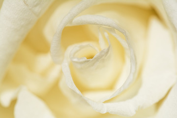 White rose flower, close-up