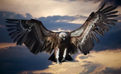 Vlies Fototapete Tieren Fliegender Adler