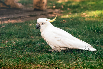 Cockatoo