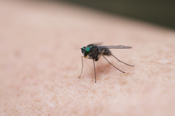 Mozzie on Skin