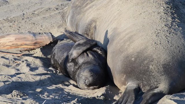 HD Video of Female elephant seal with days old infant pup on a beach in California. Pups nurse about four weeks are weaned abruptly then abandoned by their mother, who heads out to sea within  days.