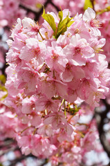 Blossoms of a cherry tree close-up