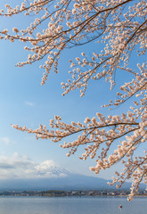 Sakura cherry blossom and Mt. Fuji at Kawaguchiko lake , Japan  in spring season