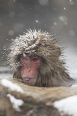 Obraz premium Jigokudani Monkey Park , monkeys bathing in a natural hot spring at Nagano , Japan