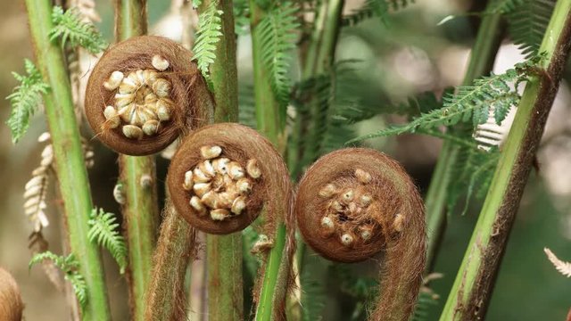 close up of man fern shoots at hopetoun falls near the great ocean road in victoria, australia