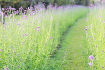 Purple flowers in garden.