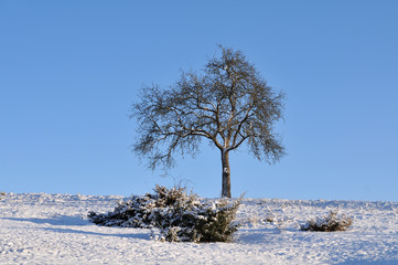 einzeln stehender Baum in einer Winterlandschaft